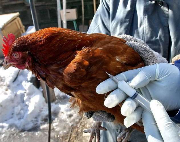 Вакцина «ВНИИЗЖ-Бимивак» защитит хозяйство от опасных болезней птиц