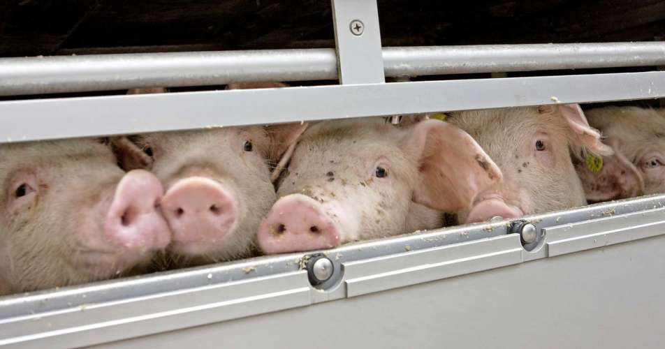 В Екатеринбург привезли ирландских свиней за 50 миллионов